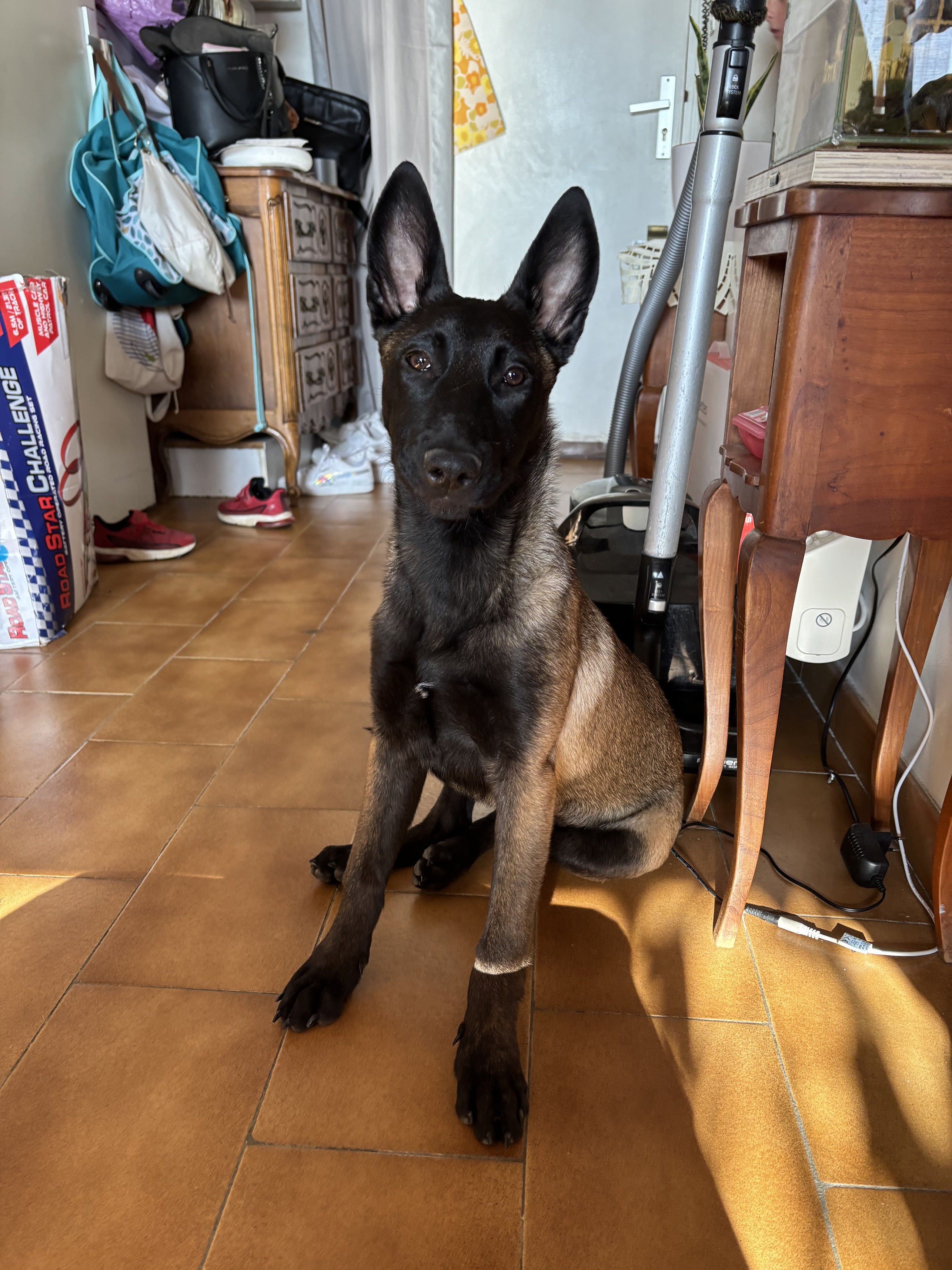 Altesse malinois de 3 mois