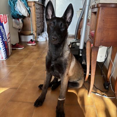 Altesse malinois de 3 mois