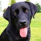 bali, labrador de 2 ans