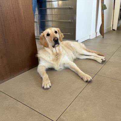 Cali, golden 3 ans