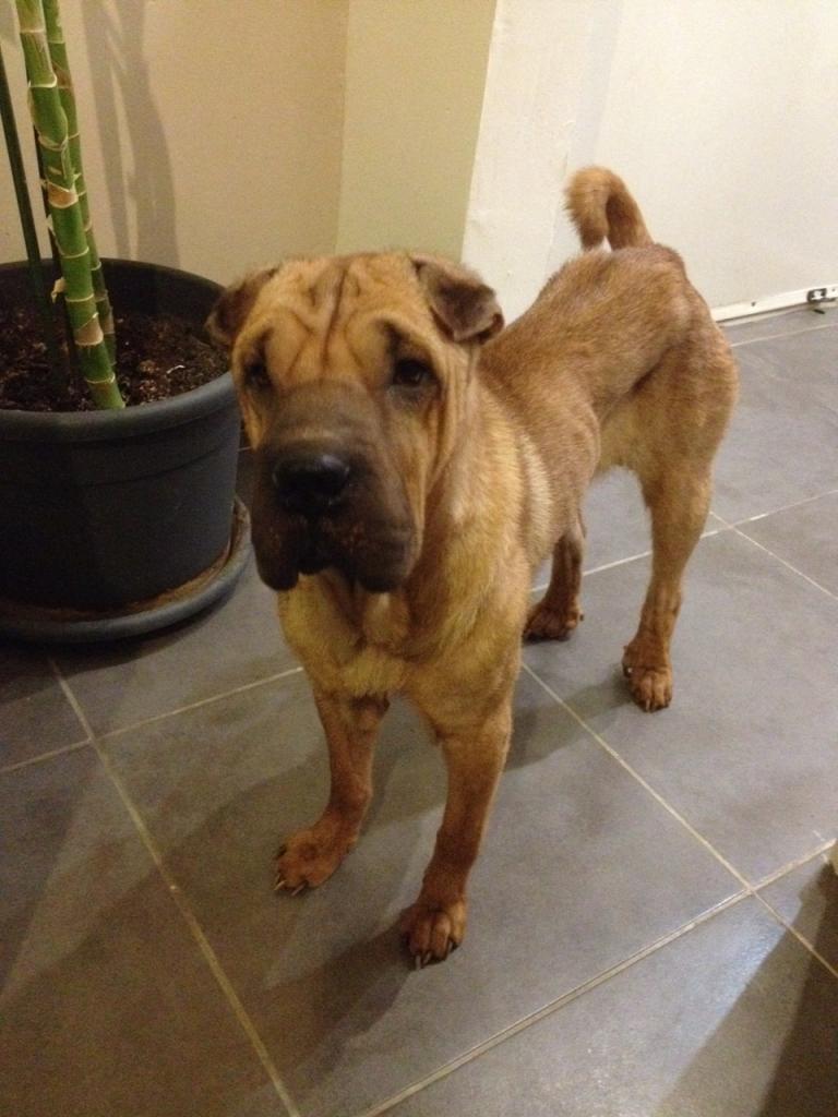 Chana, sharpei de 2 ans