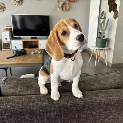 Cooper, beagle 4 mois