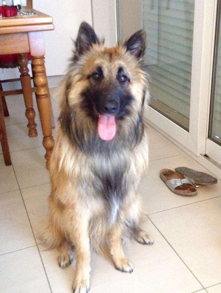 Django, tervuren de 11 mois