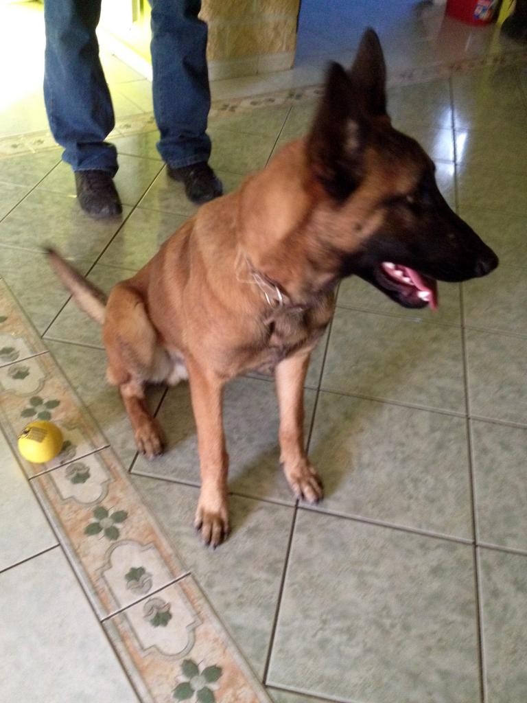 Loni, malinois de 8 mois