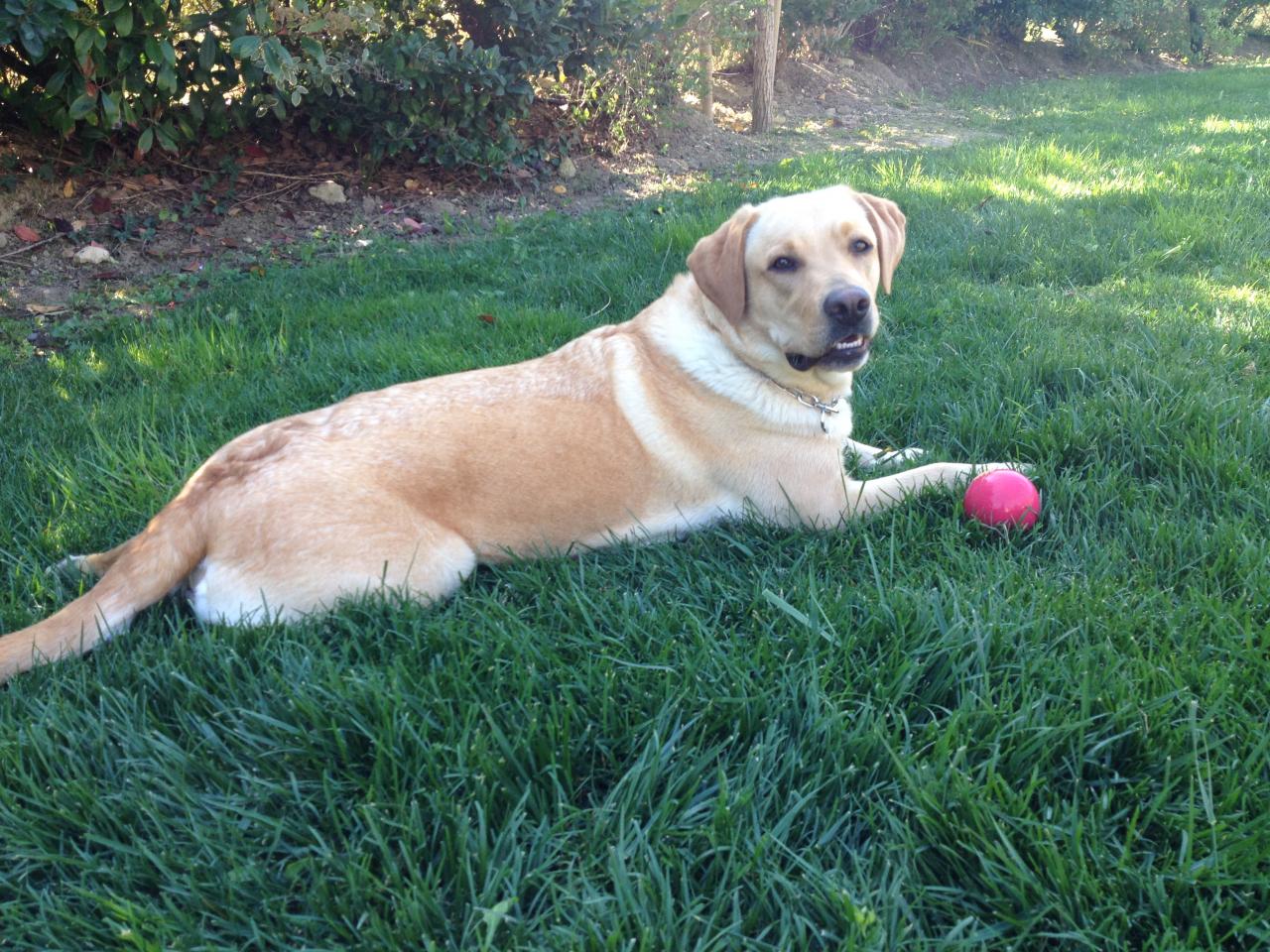 Kaila, labrador de 1 an