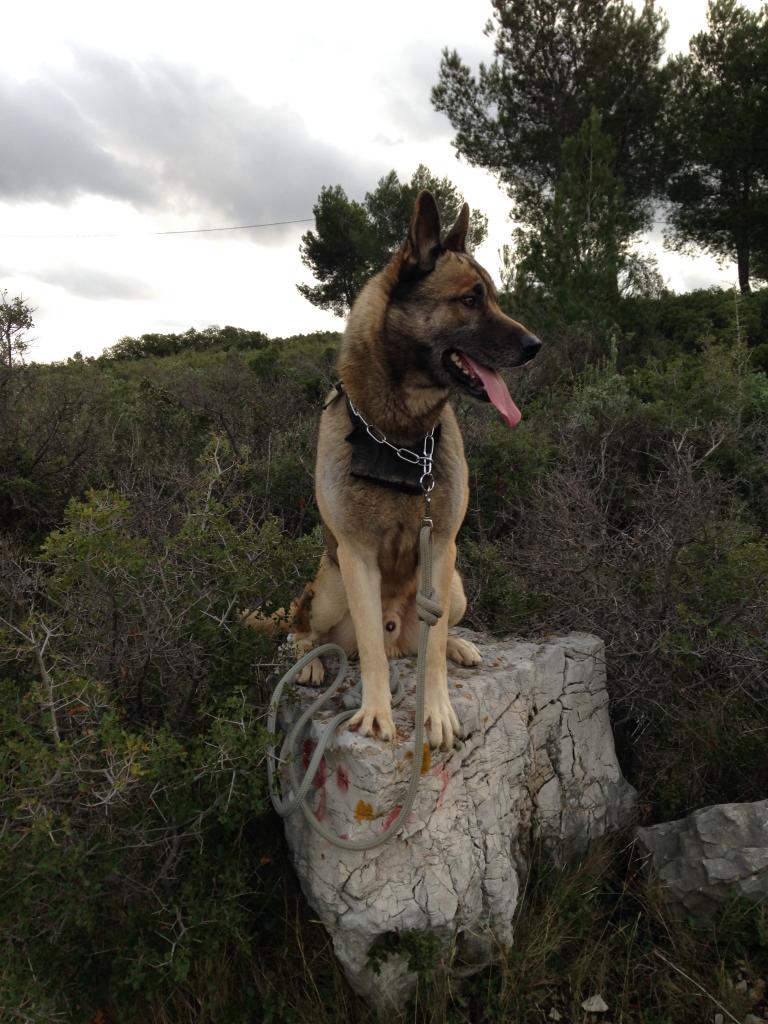 Junior, croisé husky & berger de 3 ans