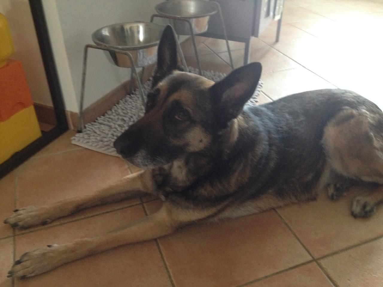 Brutus, berger allemand de 10 ans