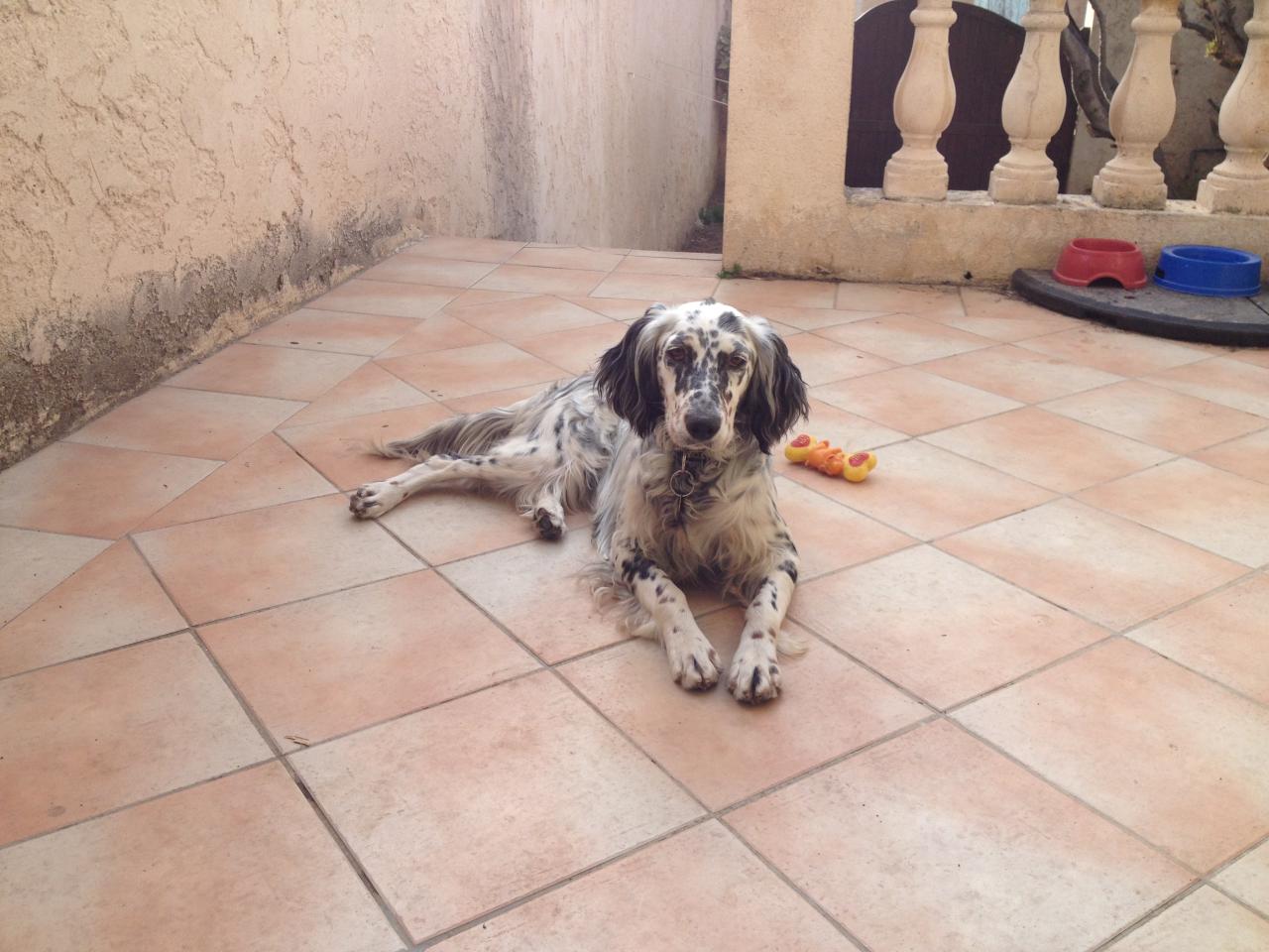 Lena, setter anglais de 1 an