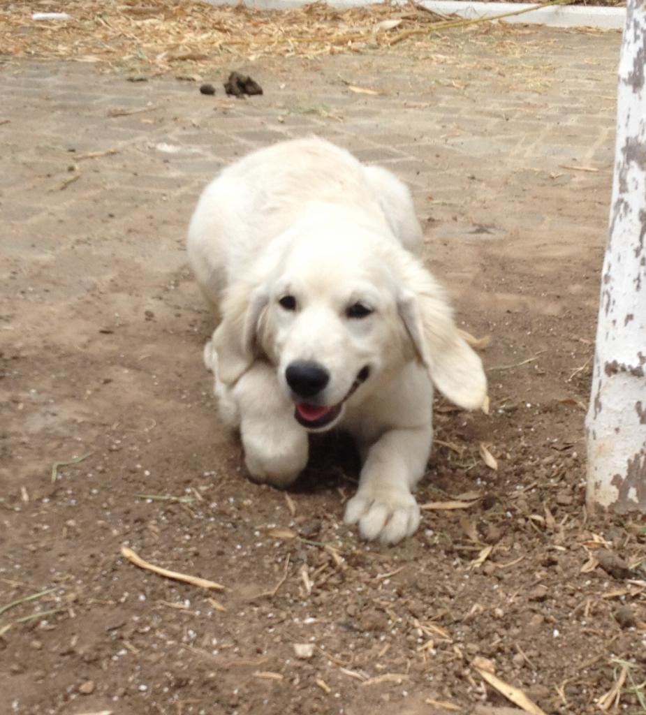 Mandie, golden de 4 mois 1/2