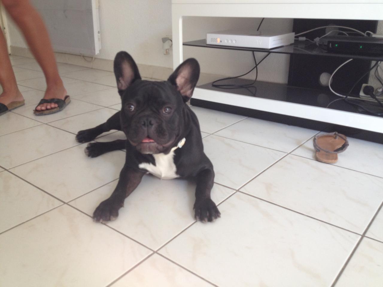 Lanco, bouledogue français de 10 mois