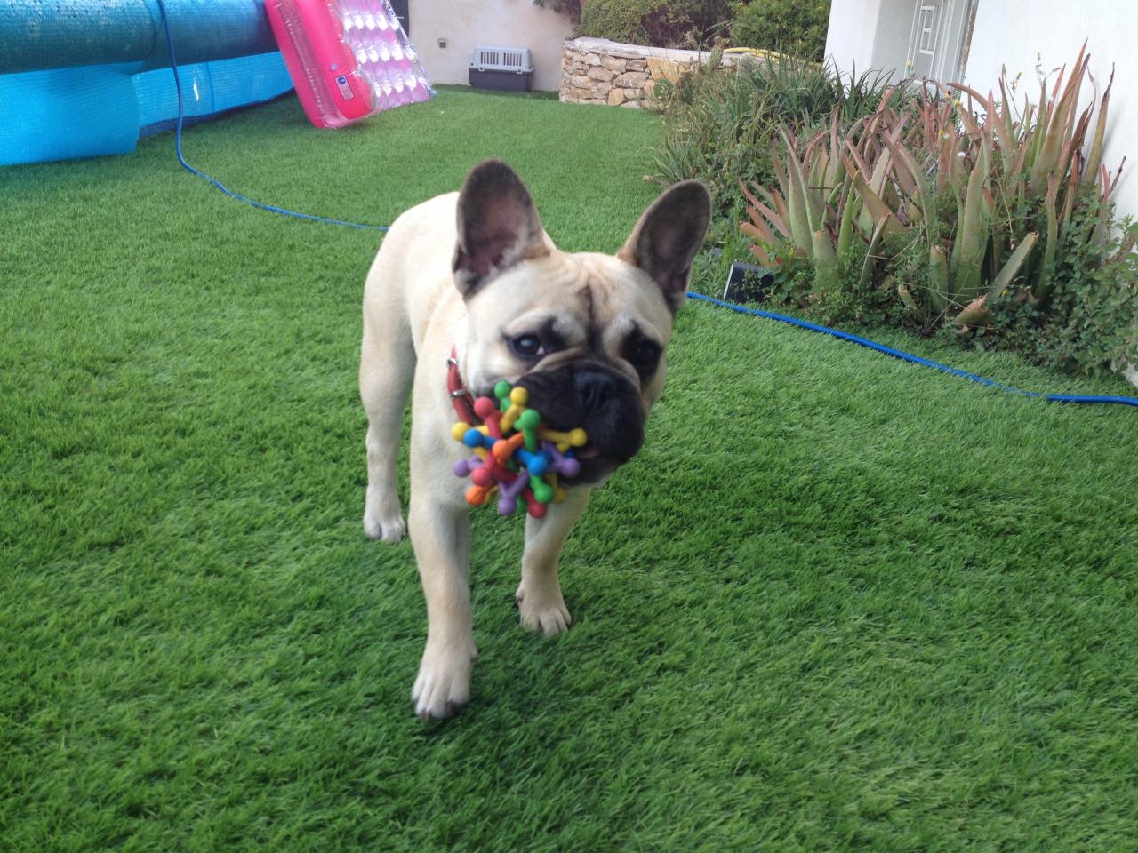 Leeroy, bouledogue français de 8 mois