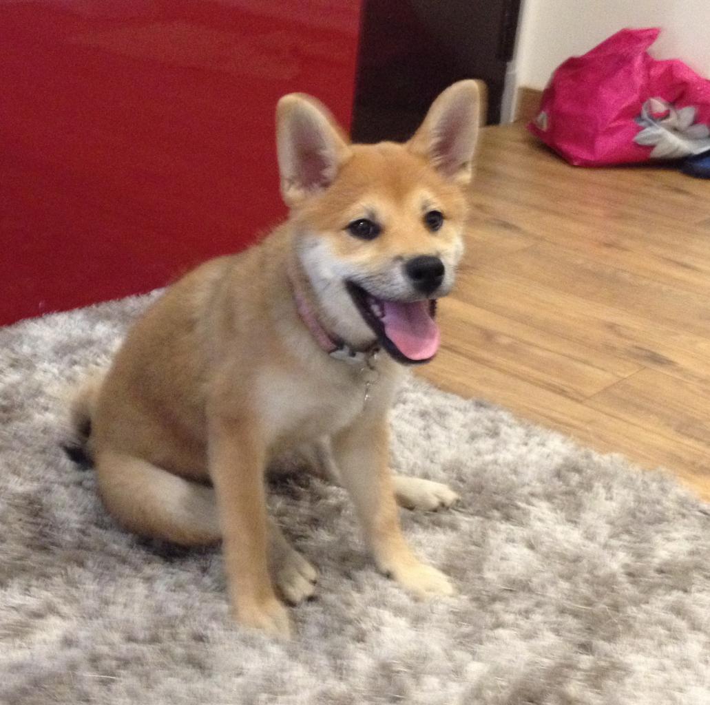 Yuki, shiba inu de 3 mois