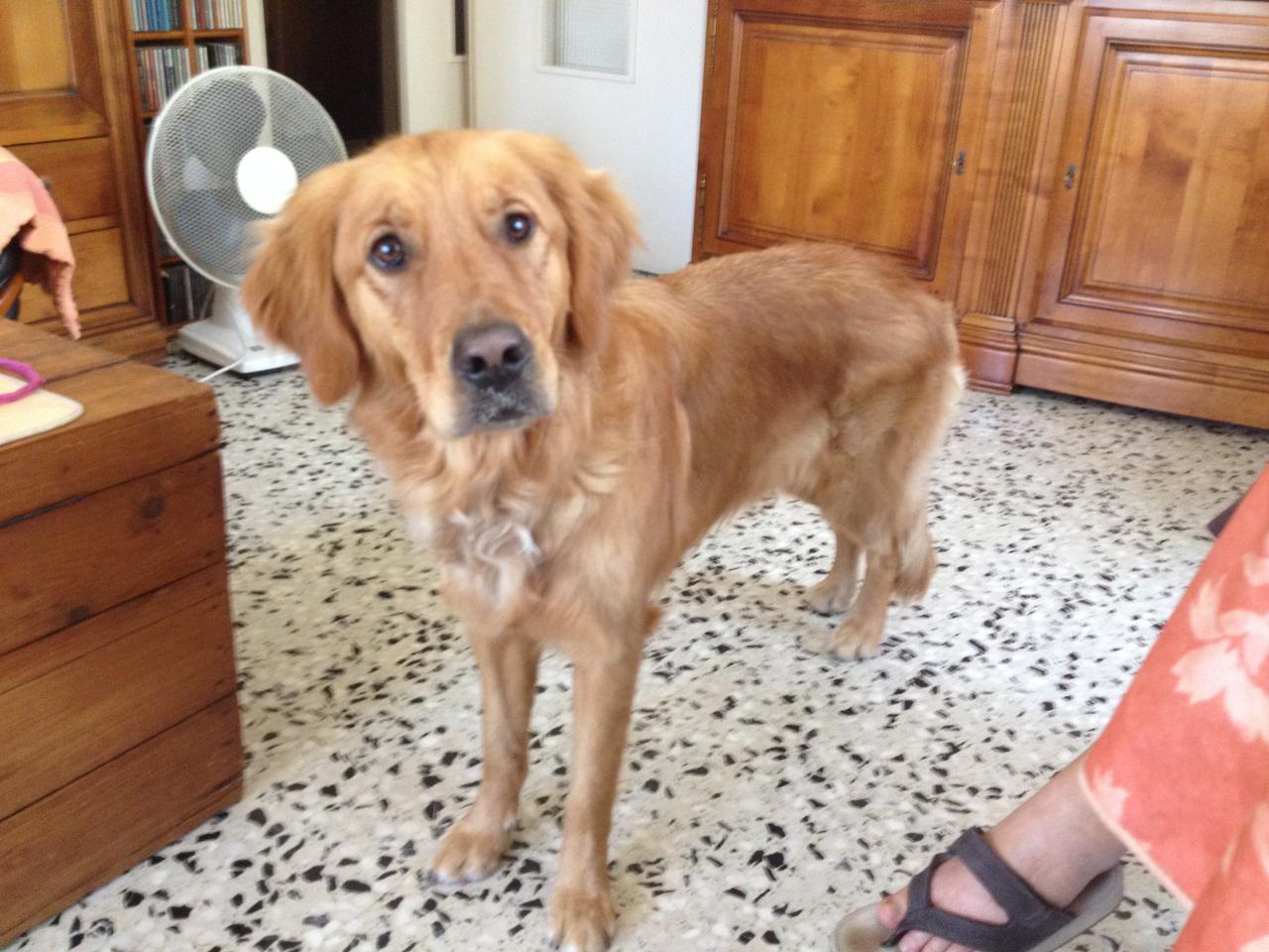 Janga, golden de 2 ans 1/2