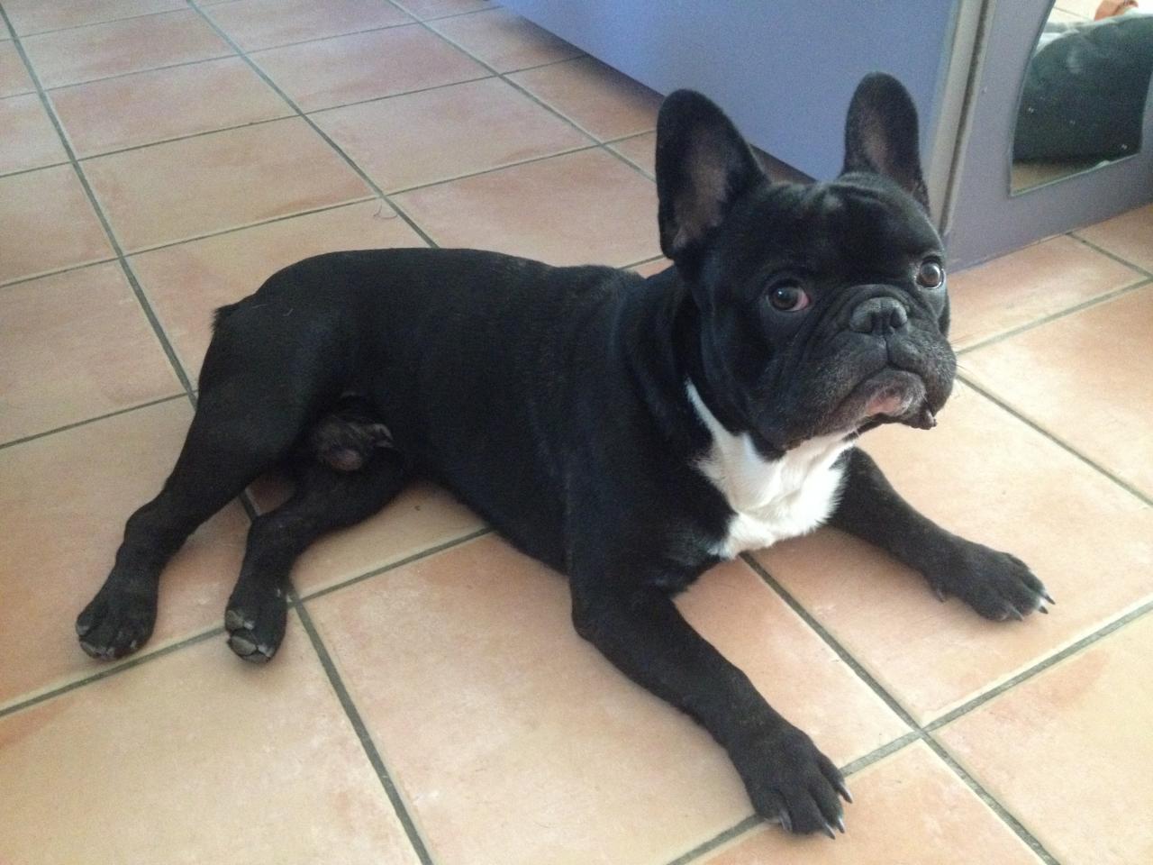 Oscar, bouledogue français de 2 ans 1/2