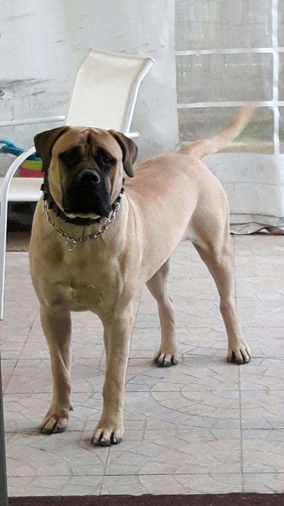 Lascaux, bullmastiff de 1 an