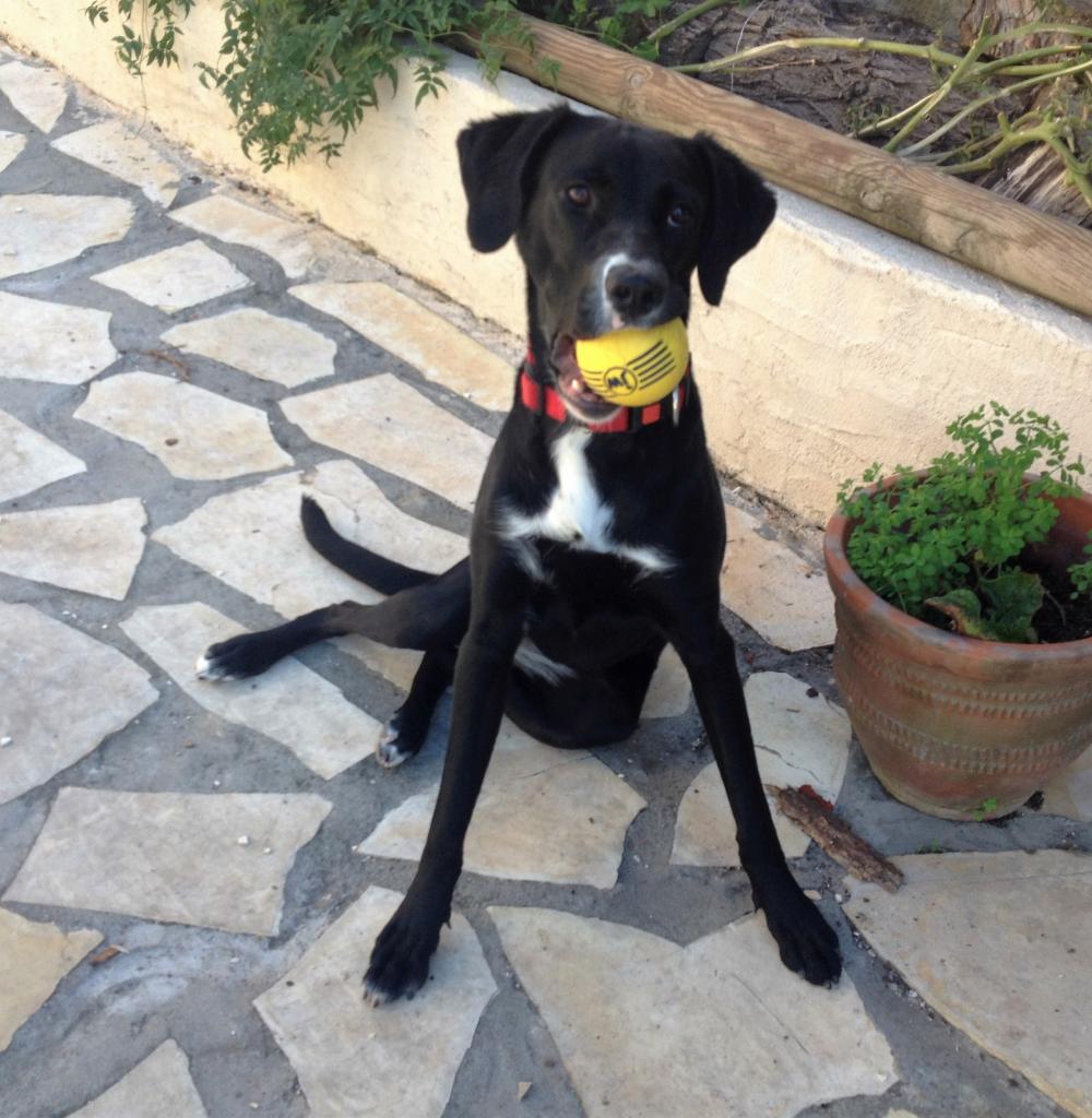 Lassy, croisé labrador 10 mois