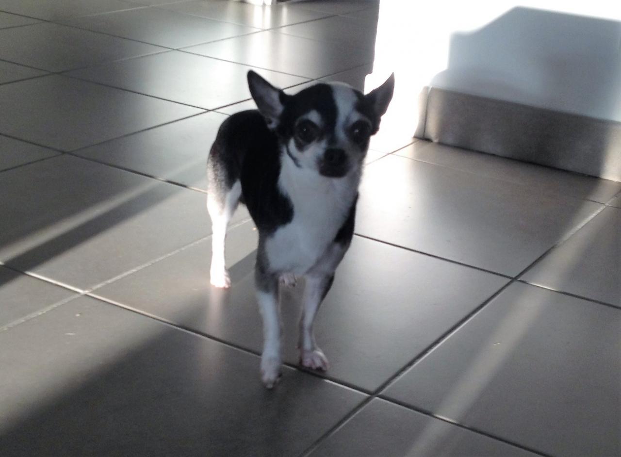 Chuck, chihuahua de 6 ans