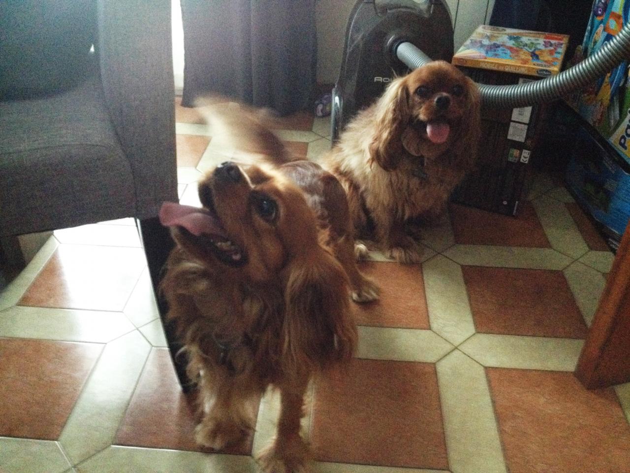 Ice Tea & Iron, cavalier king charles de 3 ans