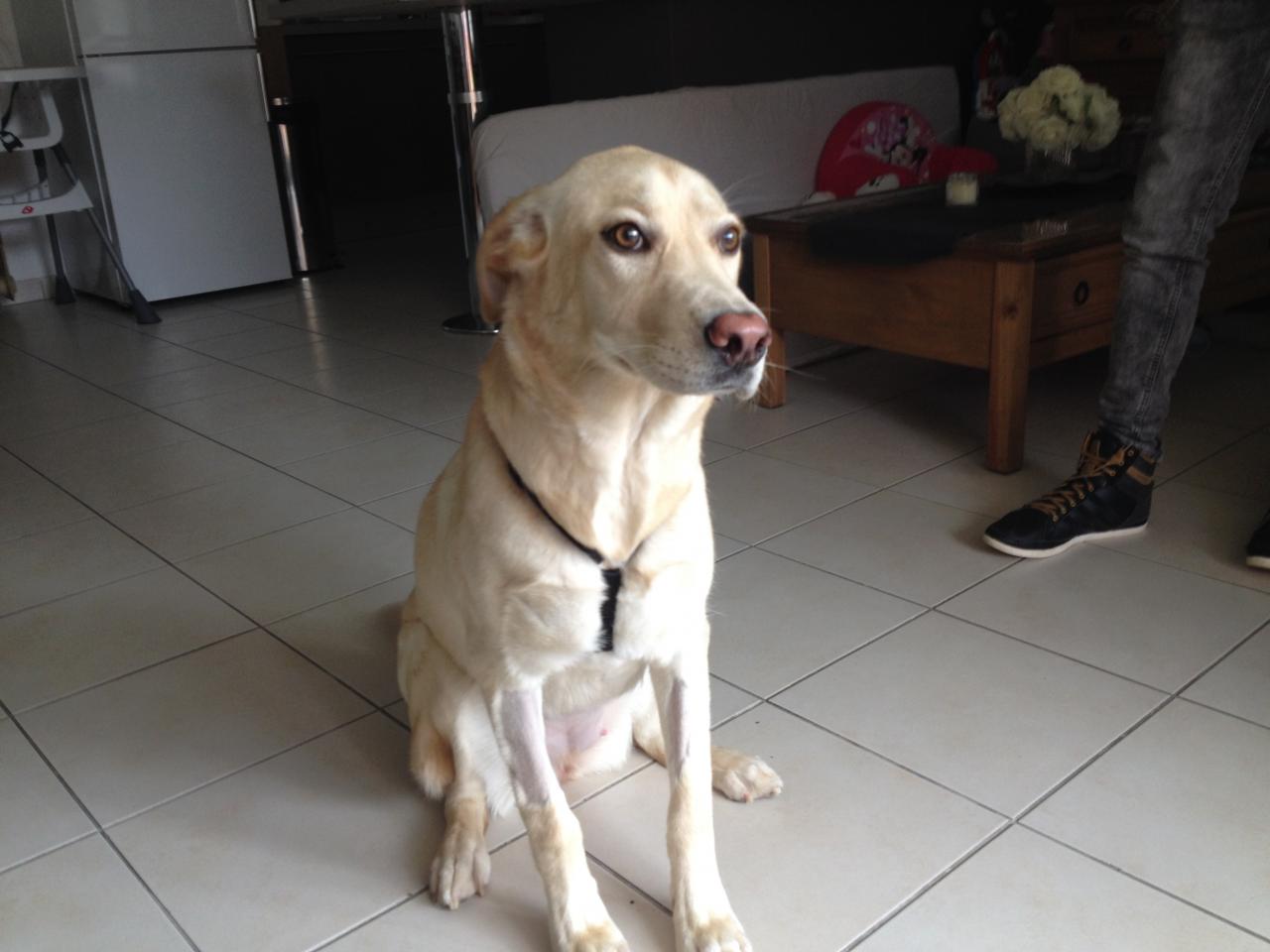 Nala, labrador de 9 mois