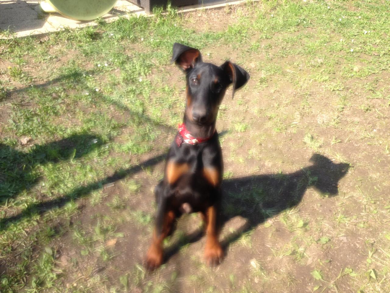 Mac, doberman de 5 mois