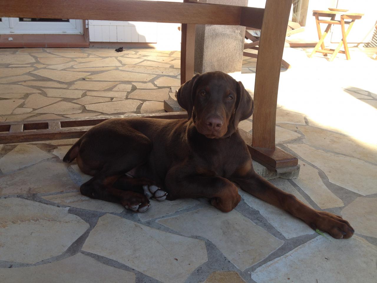 Novac, doberman de 3 mois