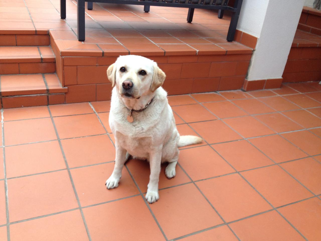 Havane, labrador de 4 ans