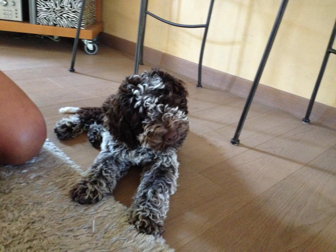 Aldo, lagotto de 3 mois