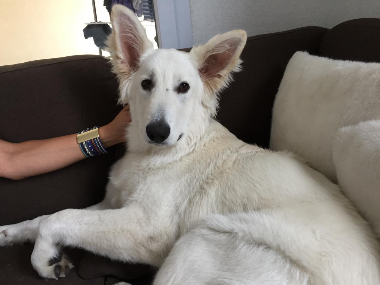 Churchill, berger blanc suisse de 6 mois