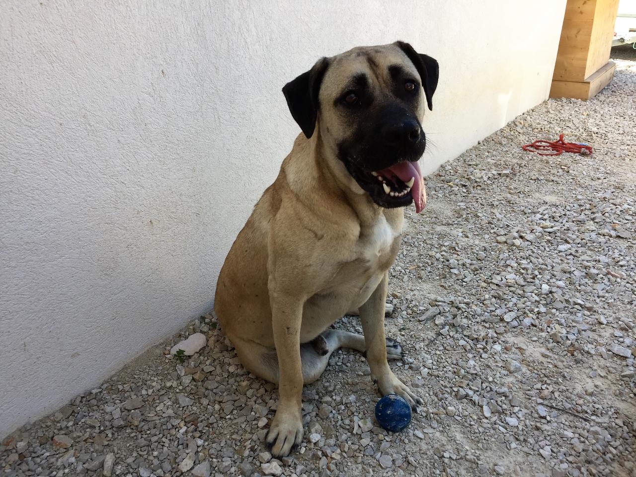 Jango, dogue des Canaries de 1 an 1/2