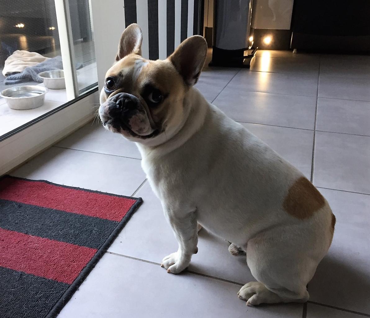 Jack, bouledogue français 2 ans