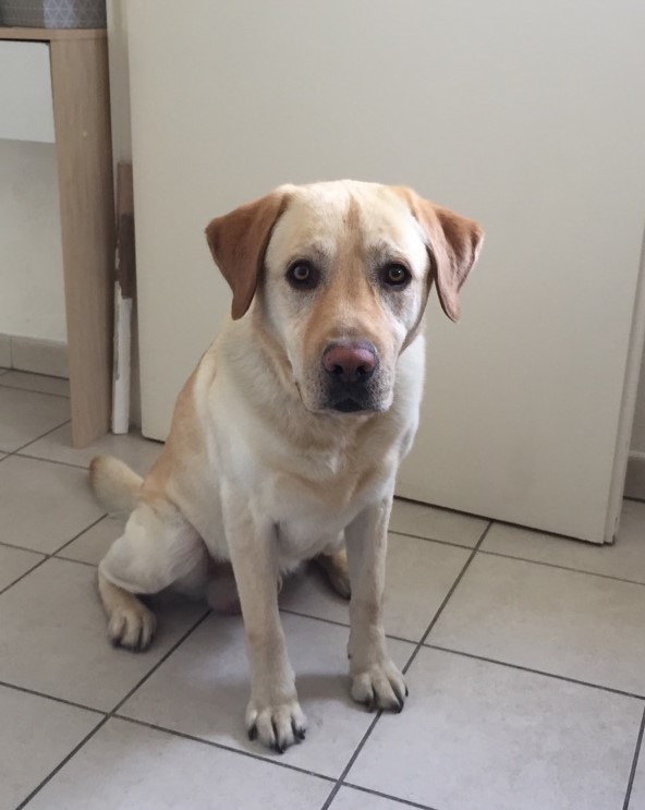 Locky, labrador de 3 ans 1/2