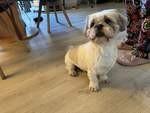 zadig, shih tzu 4 ans