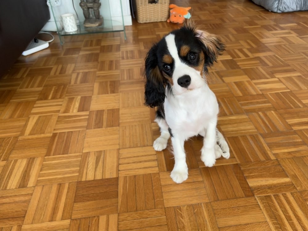 Ushka, cavalier king charles 4 mois