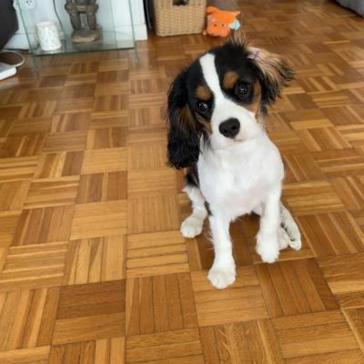 Ushka, cavalier king charles 4 mois