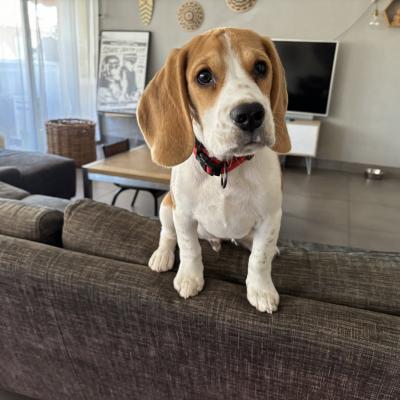 Cooper, beagle de 4 mois