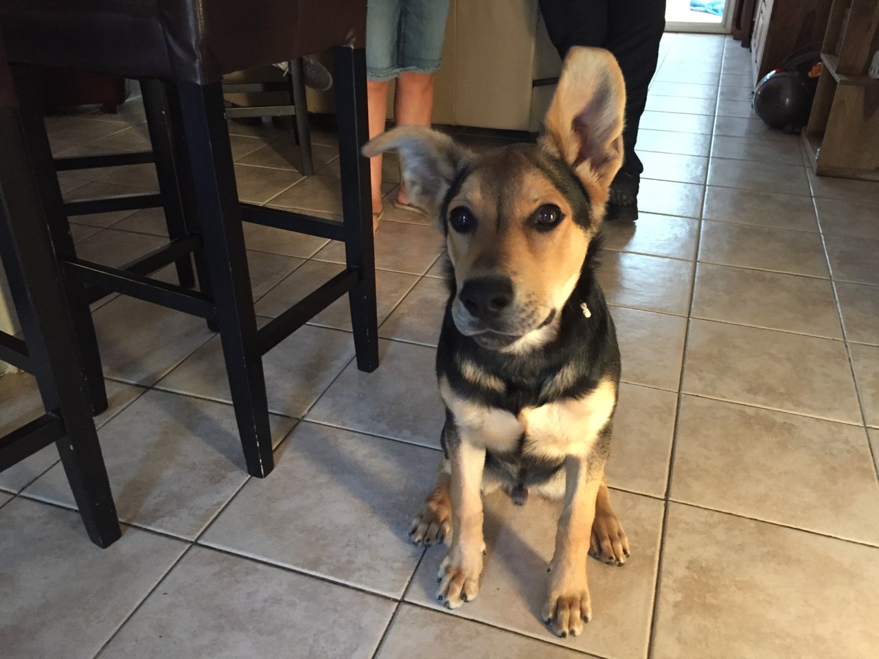 Nelson croisé berger beauceron de 4 mois