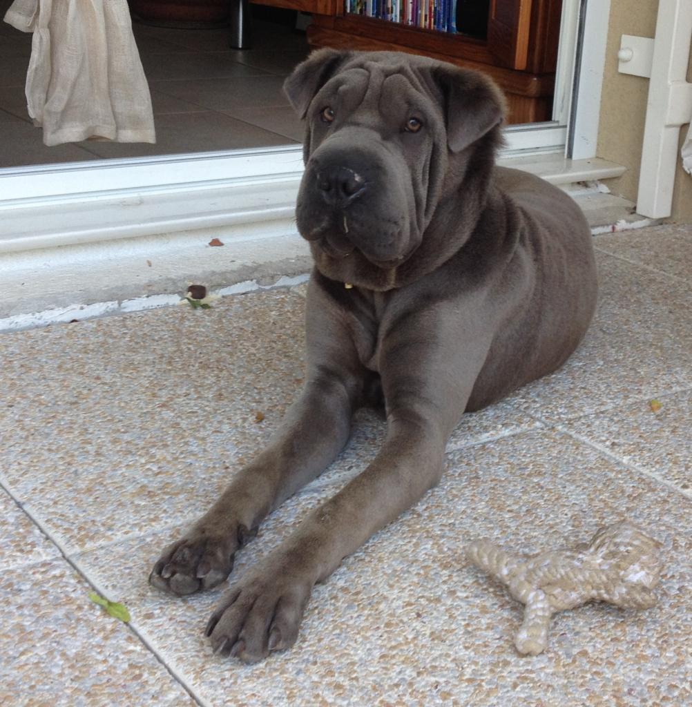 Indy, Shar pei de 8 mois