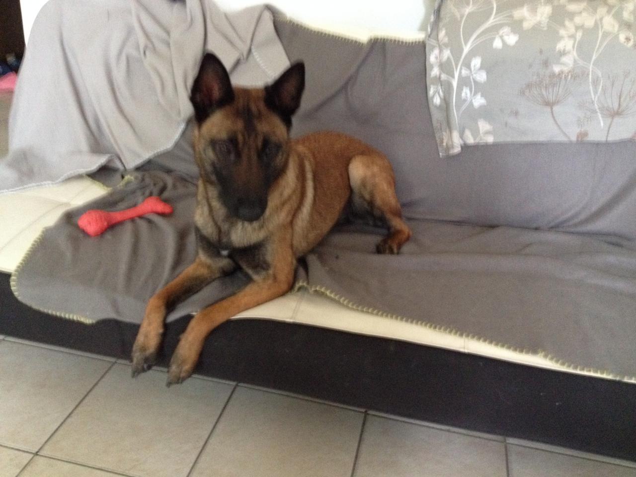 Roxy, malinois de 7 mois