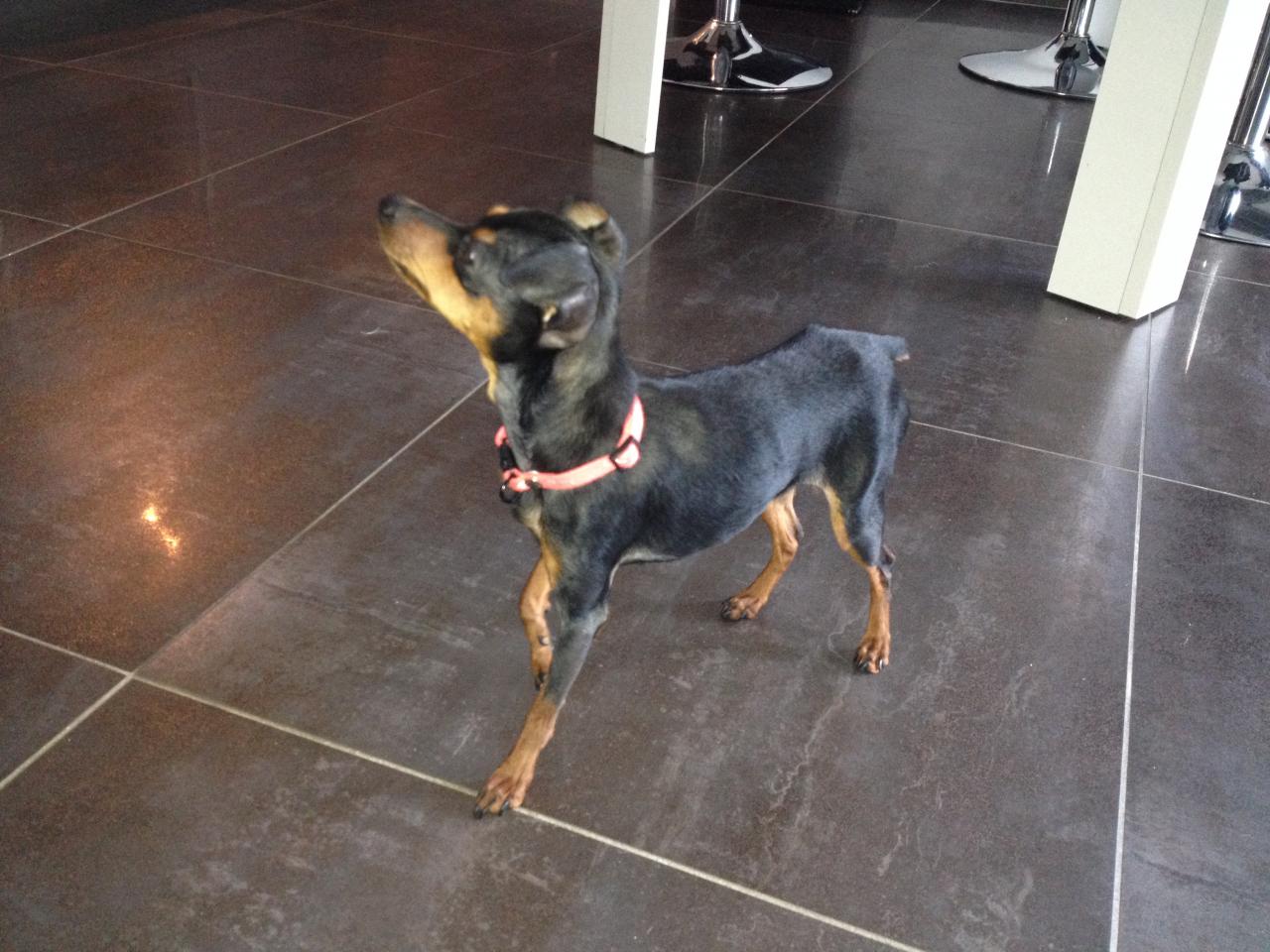 Hermes, pinscher nain de 1 an