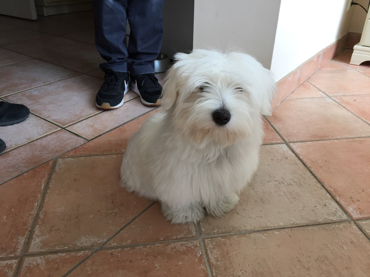 Nouki, coton de Tuléar de 4 mois