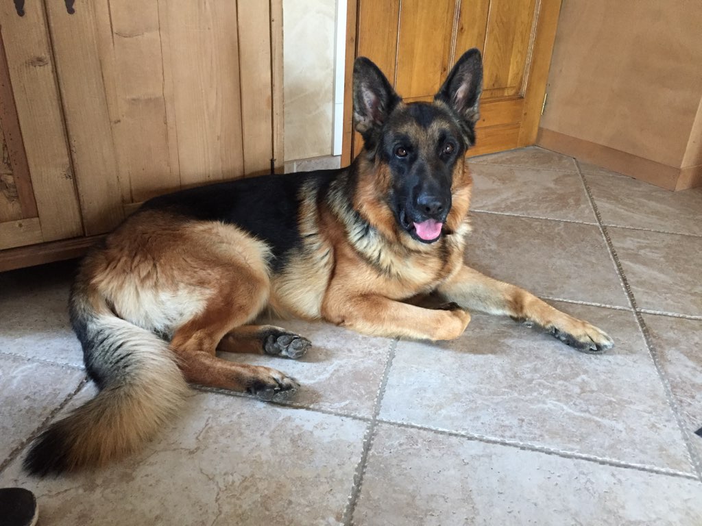 Luky, berger allemand de 3 ans