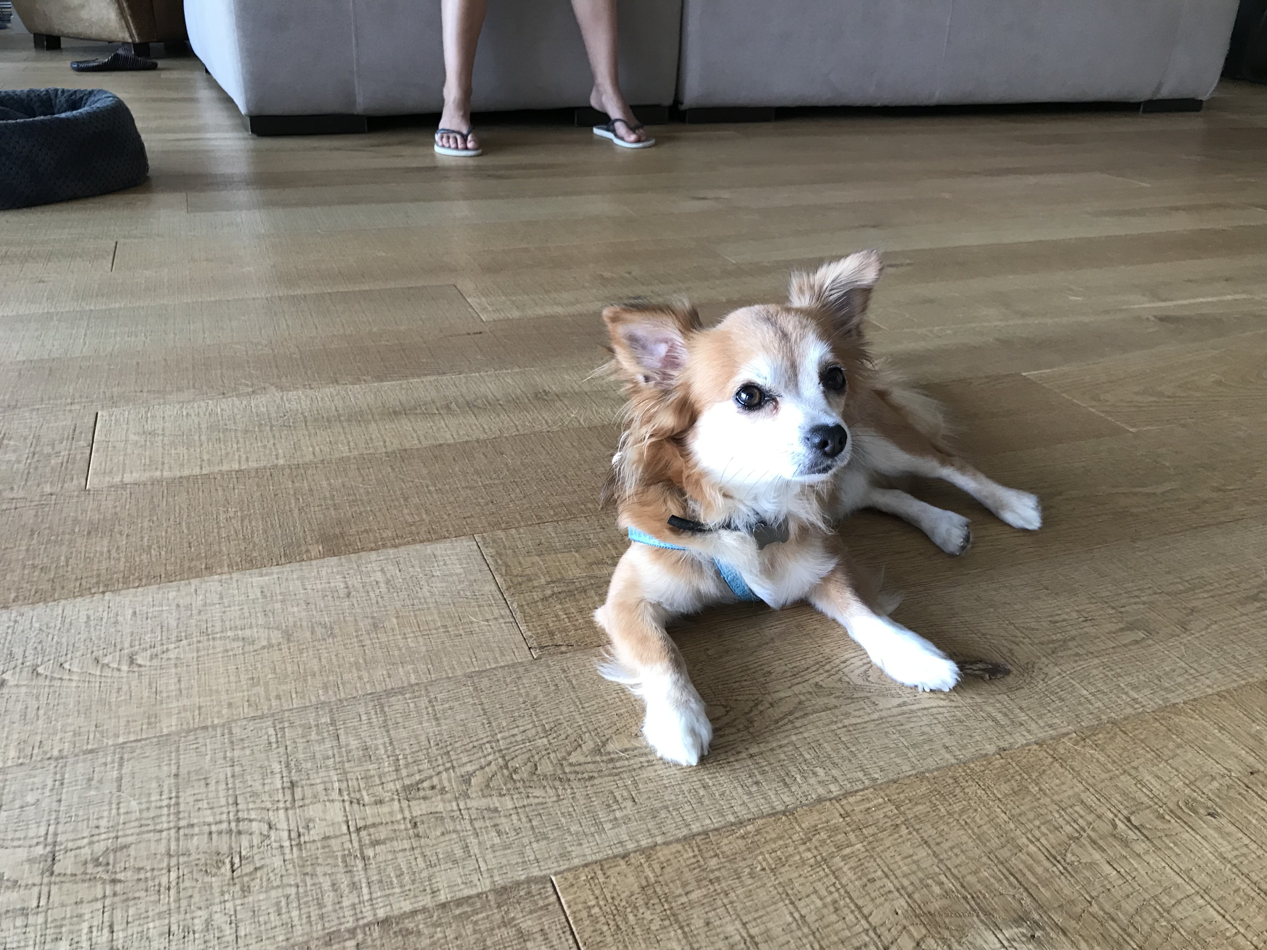 Mocky, chihuahua de 5 ans