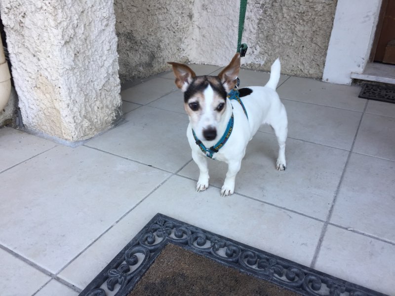 Deven, jack russel de 10 ans