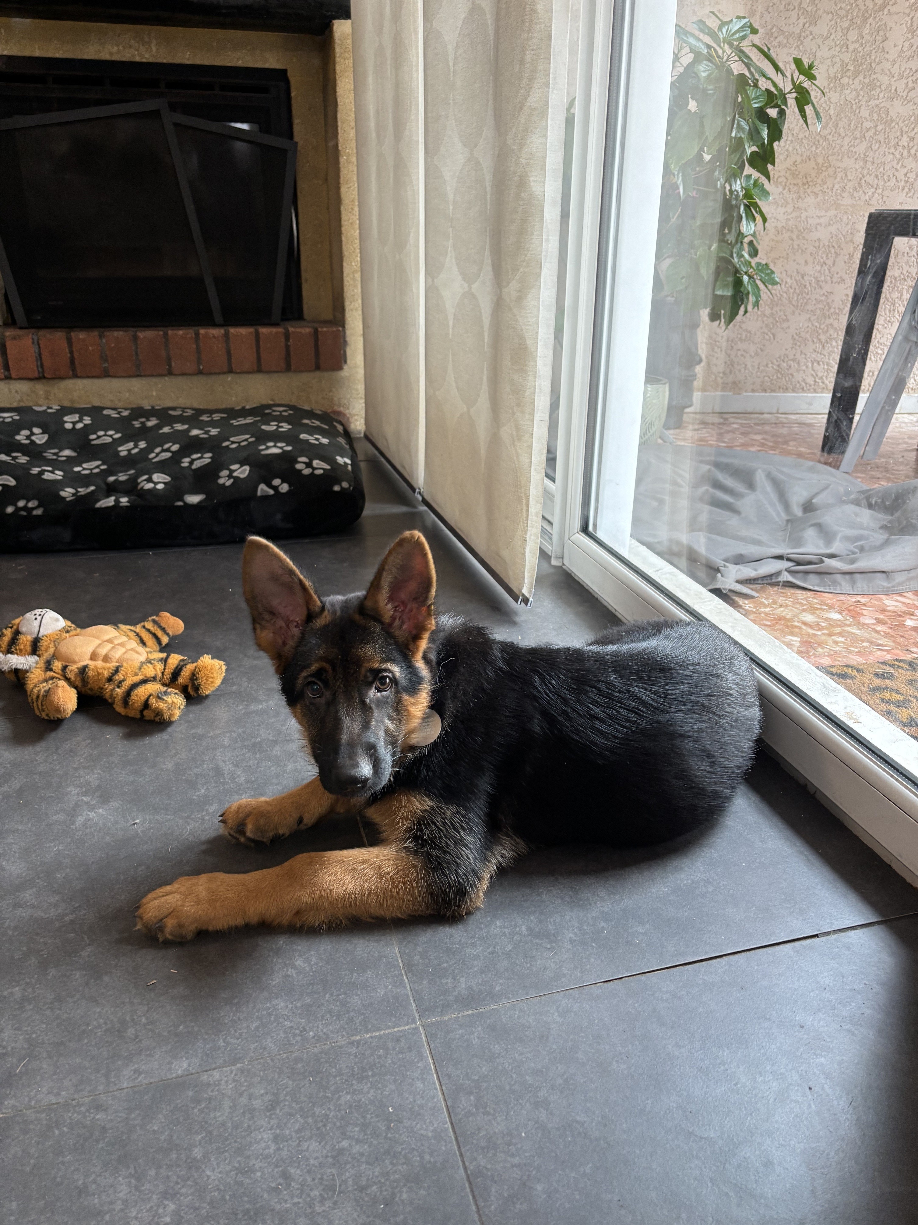 Dakota, berger allemand 3 mois