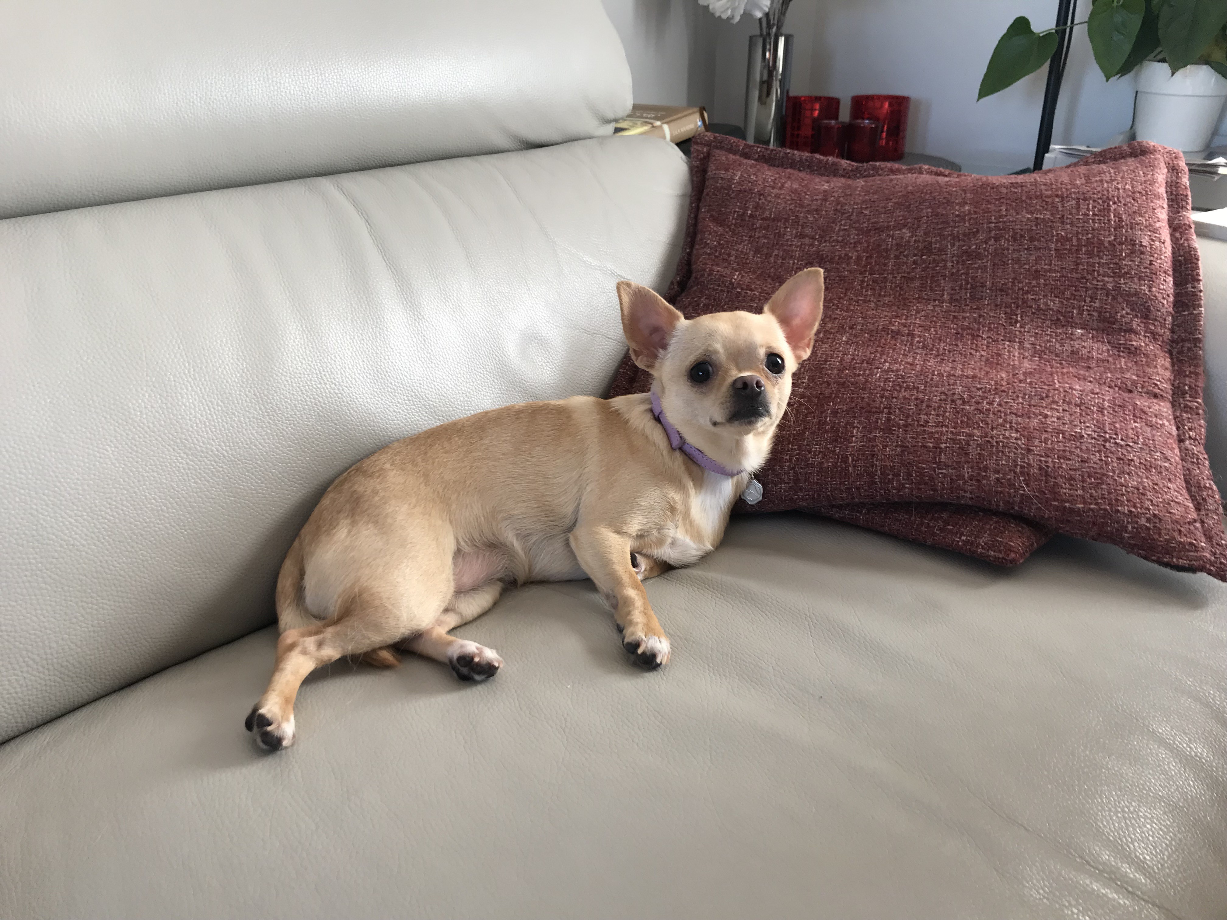 Ruby, chihuahua 2 ans