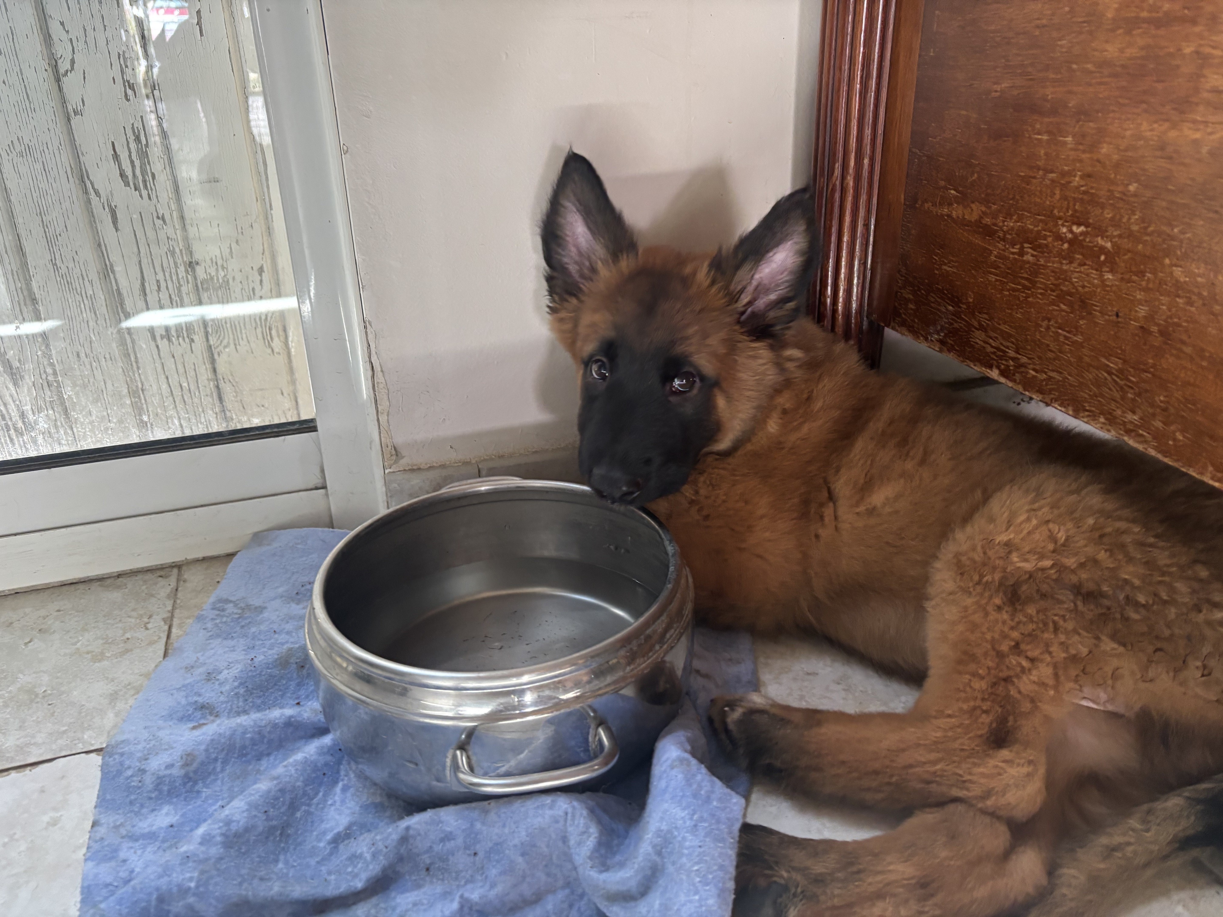 Malko, malinois 2 mois