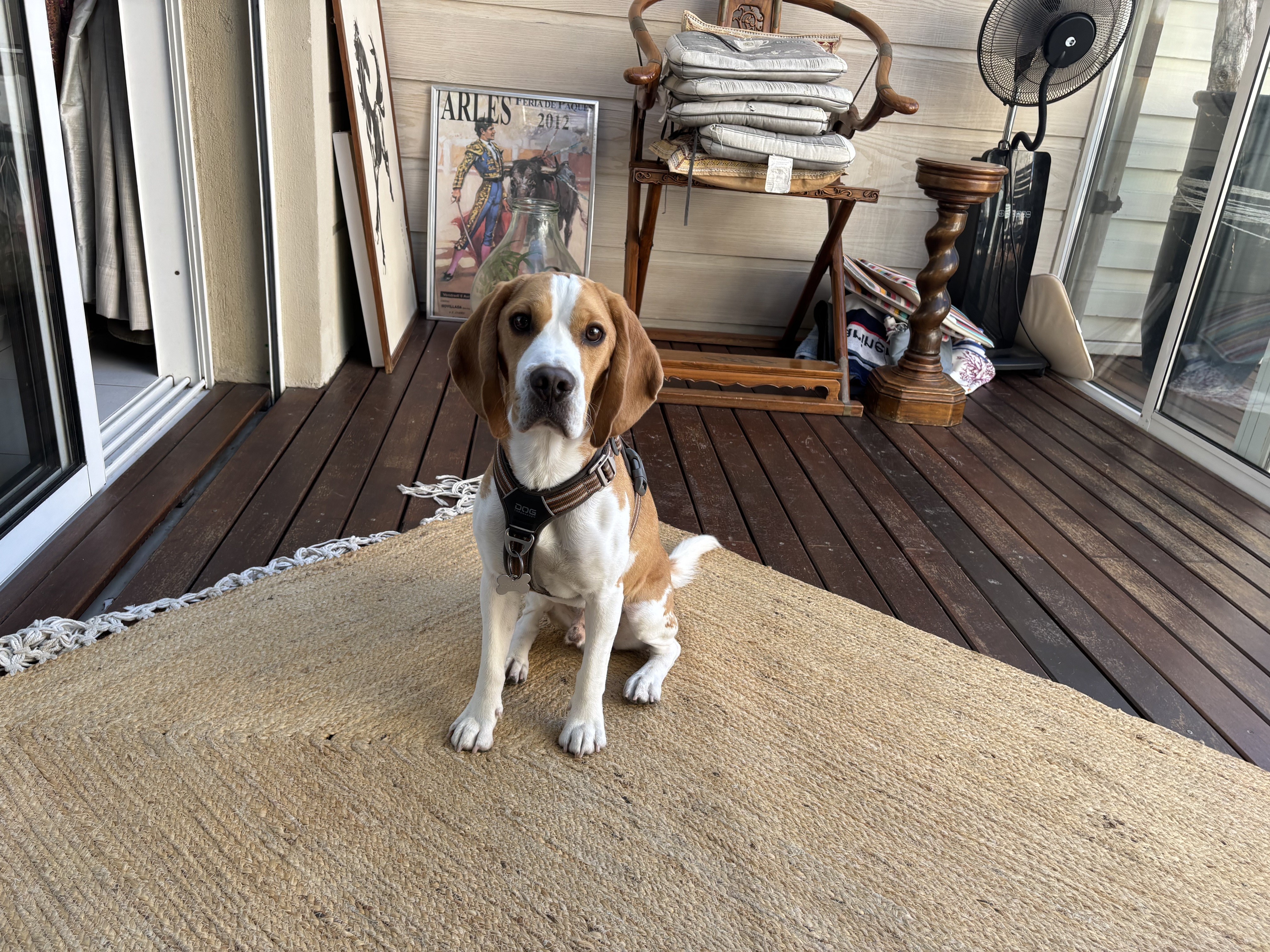 Marley, beagle 1 an