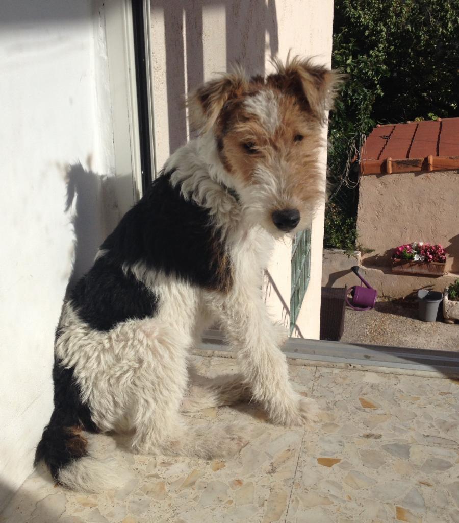 Joya, fox terrier de 4 mois