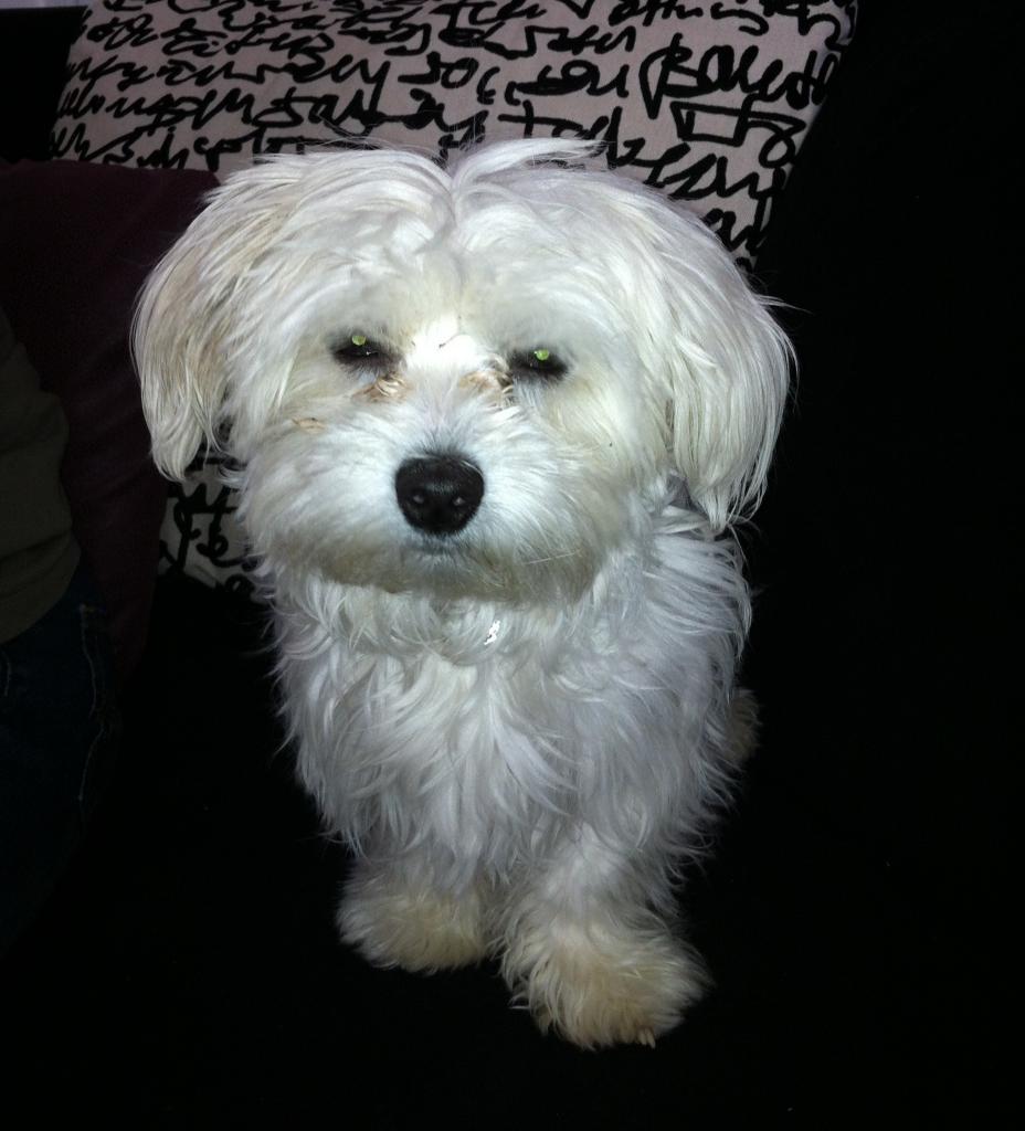 gary, bichon de 9 mois