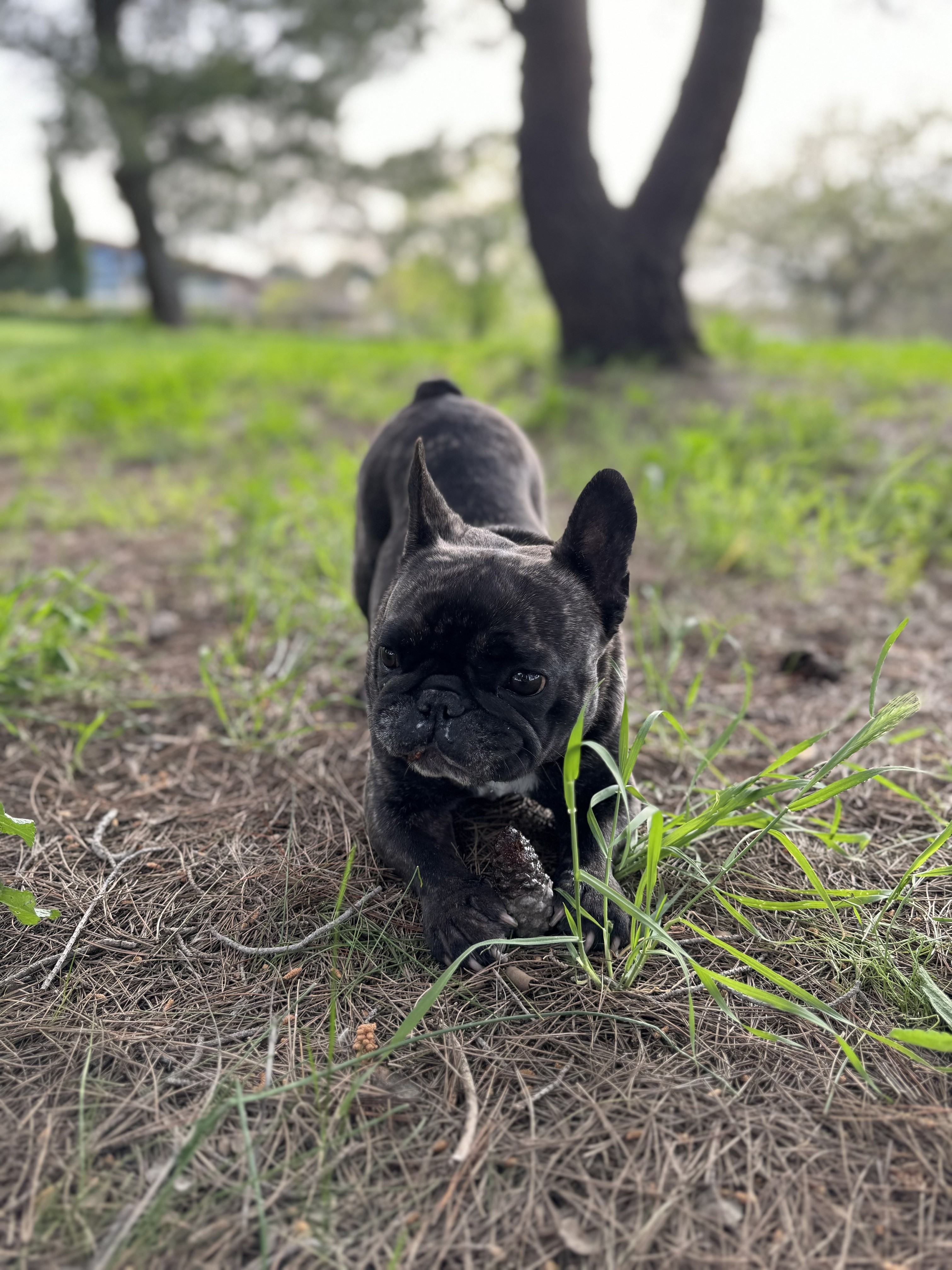 Rita, bouledogue francais 4 ans